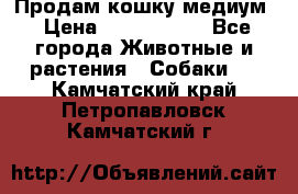 Продам кошку медиум › Цена ­ 6 000 000 - Все города Животные и растения » Собаки   . Камчатский край,Петропавловск-Камчатский г.